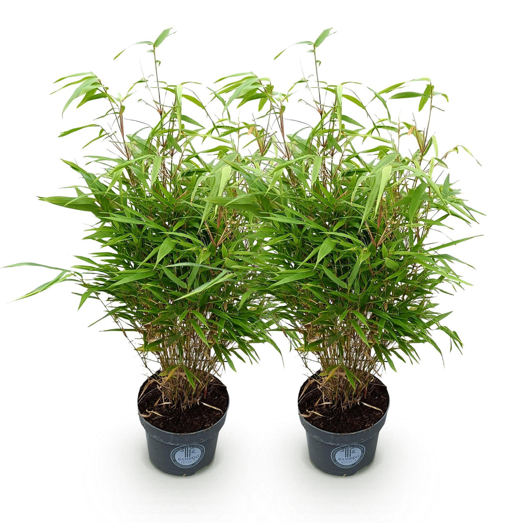 Green boutiQ - Grassen - Fargesia Rufa - Niet Woekerende Bamboe - Bladhoudend - Groen - 2 Planten - Pot 23 cm - Hoogte 80 cm