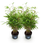 Green boutiQ - Grassen - Fargesia Rufa - Niet Woekerende Bamboe - Bladhoudend - Groen - 2 Planten - Pot 23 cm - Hoogte 80 cm
