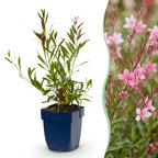 Green boutiQ - Stauden - Gaura lindh. Florgauros - Prachtkerze - Bienen- und Schmetterlingsmagnet - Rosa - 1 Pflanze - Topf 11cm - Höhe 15-25cm