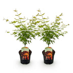 Green boutiQ - Plante de terrasse - Érable du Japon - Acer palmatum Orange Dream - Orange - 2 plantes - Caduc - Pot 19 cm Hauteur 70 cm