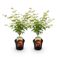 Green boutiQ - Terrasplant - Japanse Esdoorn - Acer palmatum Orange Dream - Oranje - 2 Planten - Bladverliezend - Pot 19cm Hoogte 70cm