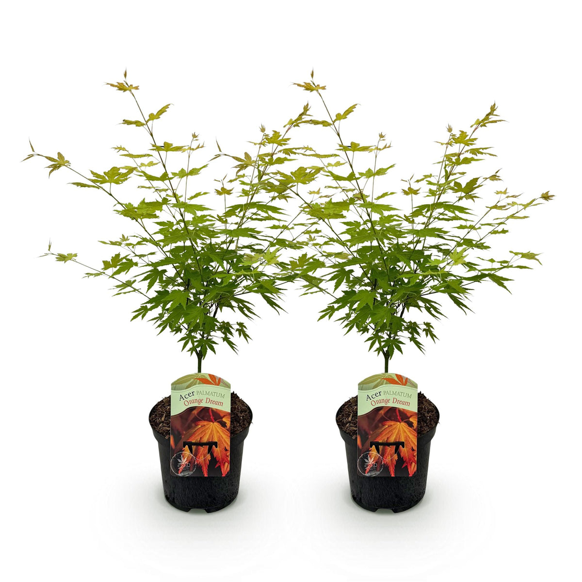 Green boutiQ - Plante de terrasse - Érable du Japon - Acer palmatum Orange Dream - Orange - 2 plantes - Caduc - Pot 19 cm Hauteur 70 cm