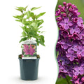 Green boutiQ - Plante de jardin - Syringa vulgaris Ludwig Spath - Lilas commun - Rustique - Violet - 1 Plante - Pot 17cm - Hauteur 45cm