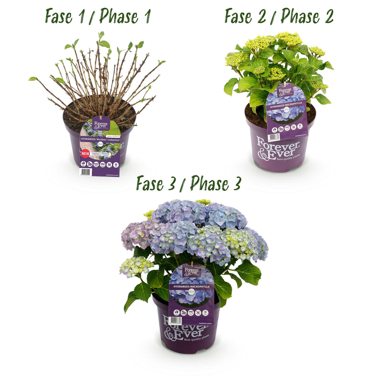 Green boutiQ - Plante de terrasse - Hortensia - Hydrangea Forever & Ever - Bleu - 7-12 fleurs - 2 plantes - Pot 23cm Hauteur 55cm