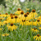 Green boutiQ - Stauden - Echinacea paradoxa - Sonnenhut - Bienen- und Schmetterlingsmagnet - Gelb - 6 Pflanzen - Topf 11cm - Höhe 15-25cm