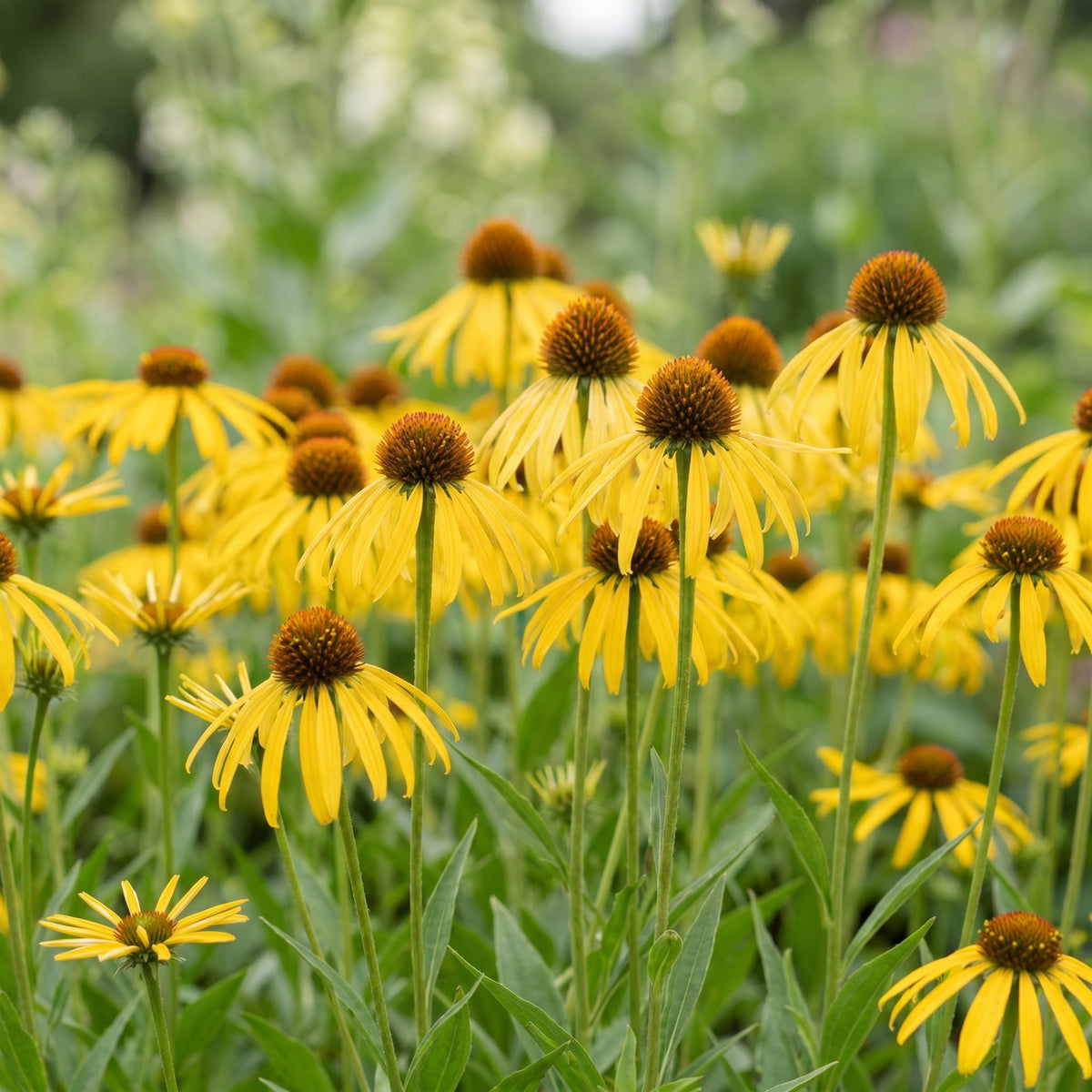 Green boutiQ - Stauden - Echinacea paradoxa - Sonnenhut - Bienen- und Schmetterlingsmagnet - Gelb - 6 Pflanzen - Topf 11cm - Höhe 15-25cm