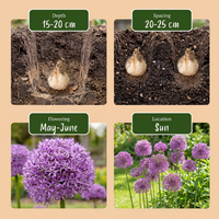 10x Allium Gladiator - Sierui - Paars - Zomerbloeier - Bolmaat 16/18