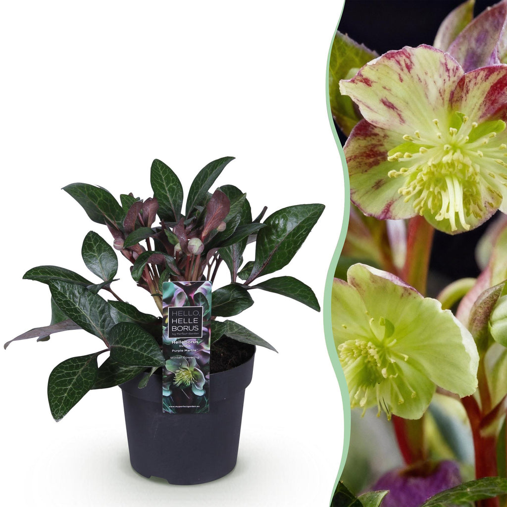 Green boutiQ - Plante de jardin - Rose de Carême - Hellébore lividus Purple Marble - Fleur violette - 1 Plante - Persistante - Pot 14cm Hauteur 35cm
