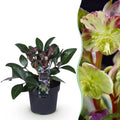 Green boutiQ - Plante de jardin - Rose de Carême - Hellébore lividus Purple Marble - Fleur violette - 1 Plante - Persistante - Pot 14cm Hauteur 35cm