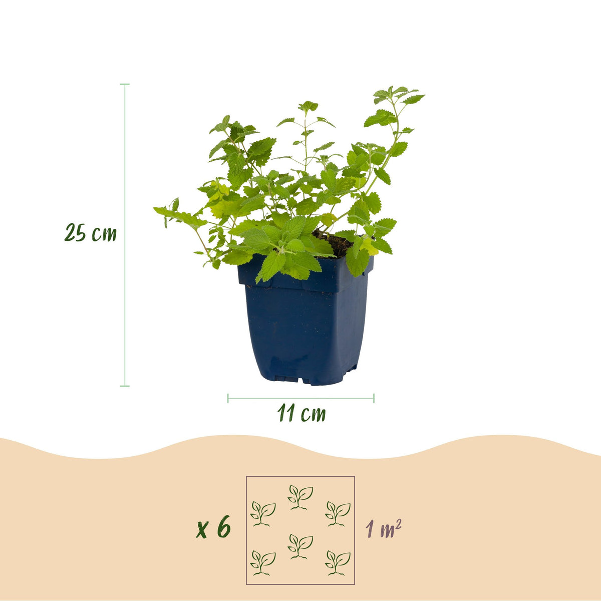 Green boutiQ - Plante vivace - Nepeta faassenii - Herbe aux chats - Attire les abeilles et les papillons - Violet - 1 Plante - Pot 11cm - Hauteur 15-25cm