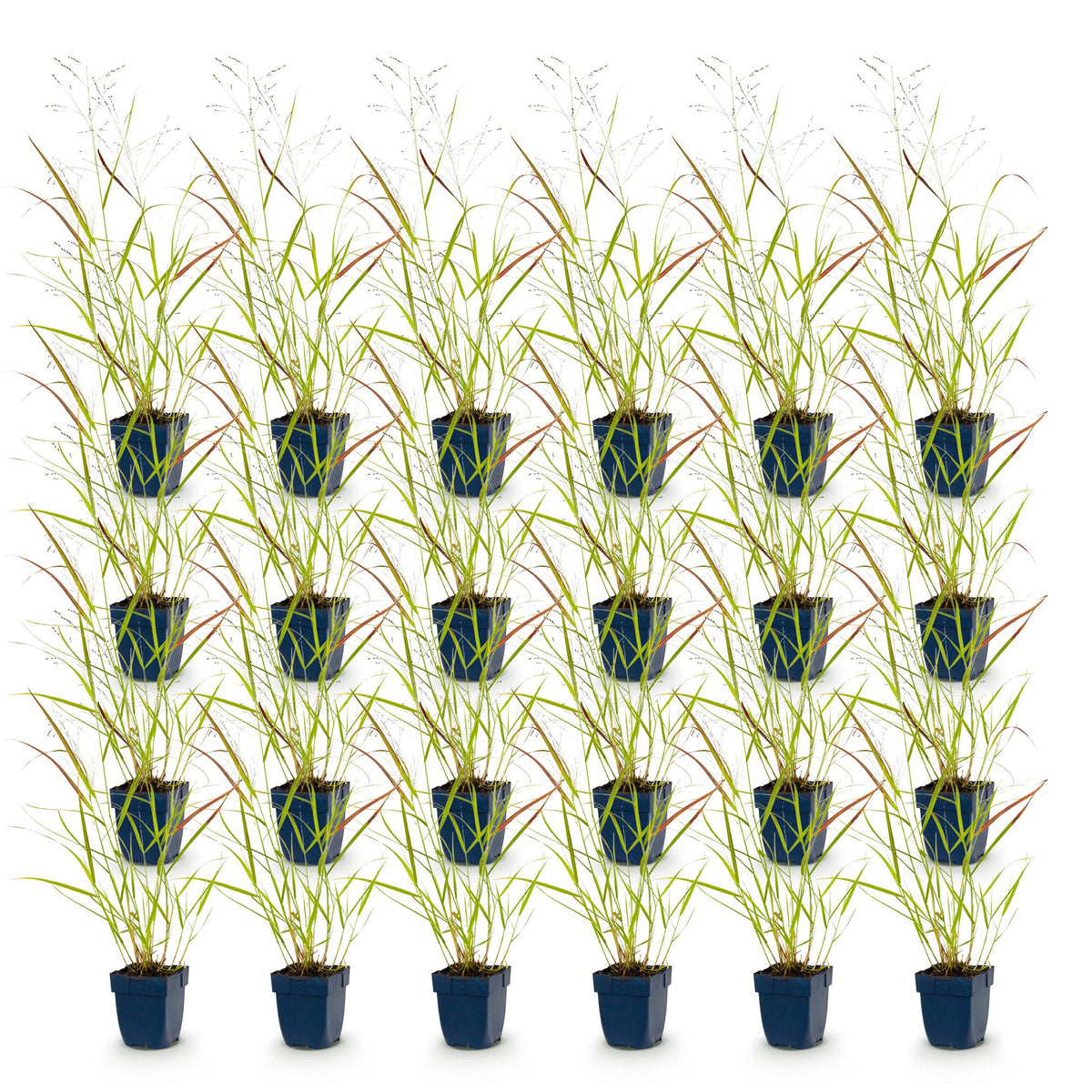 Green boutiQ - Grasses - Panicum virg. Heavy Metal - Prairie Grass - With Plume - Blue - 24 Plants - Pot 11cm - Height 15-25cm