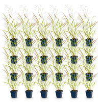 Green boutiQ - Grasses - Panicum virg. Heavy Metal - Prairie Grass - With Plume - Blue - 24 Plants - Pot 11cm - Height 15-25cm