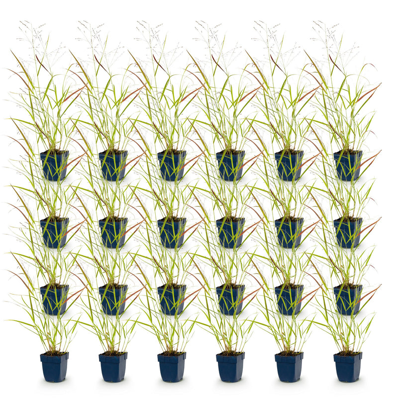 Green boutiQ - Grasses - Panicum virg. Heavy Metal - Prairie Grass - With Plume - Blue - 24 Plants - Pot 11cm - Height 15-25cm