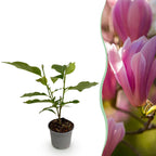 Green boutiQ - Plante de jardin - Magnolia Heaven Scent - Fleur rose - 1 plante - Caduc - Entretien facile - Pot 12cm Hauteur 30cm
