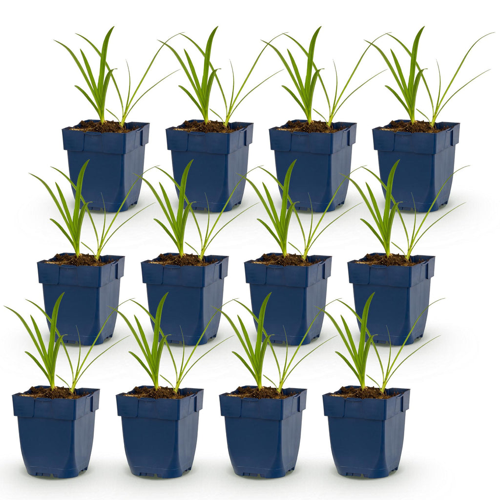 Green boutiQ - Stauden - Agapanthus africanus Albus - Afrikanische Schmucklilie - Bienen- und Schmetterlingsmagnet - Weiß - 12 Pflanzen - Topf 11cm - Höhe 15-25cm