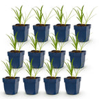 Green boutiQ - Stauden - Agapanthus africanus Albus - Afrikanische Schmucklilie - Bienen- und Schmetterlingsmagnet - Weiß - 12 Pflanzen - Topf 11cm - Höhe 15-25cm