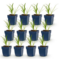 Green boutiQ - Vasteplant - Agapanthus africanus Albus - Afrikaanse Lelie - Bijen en Vlinderlokkers - Wit - 12 Planten - Pot 11cm - Hoogte 15-25cm
