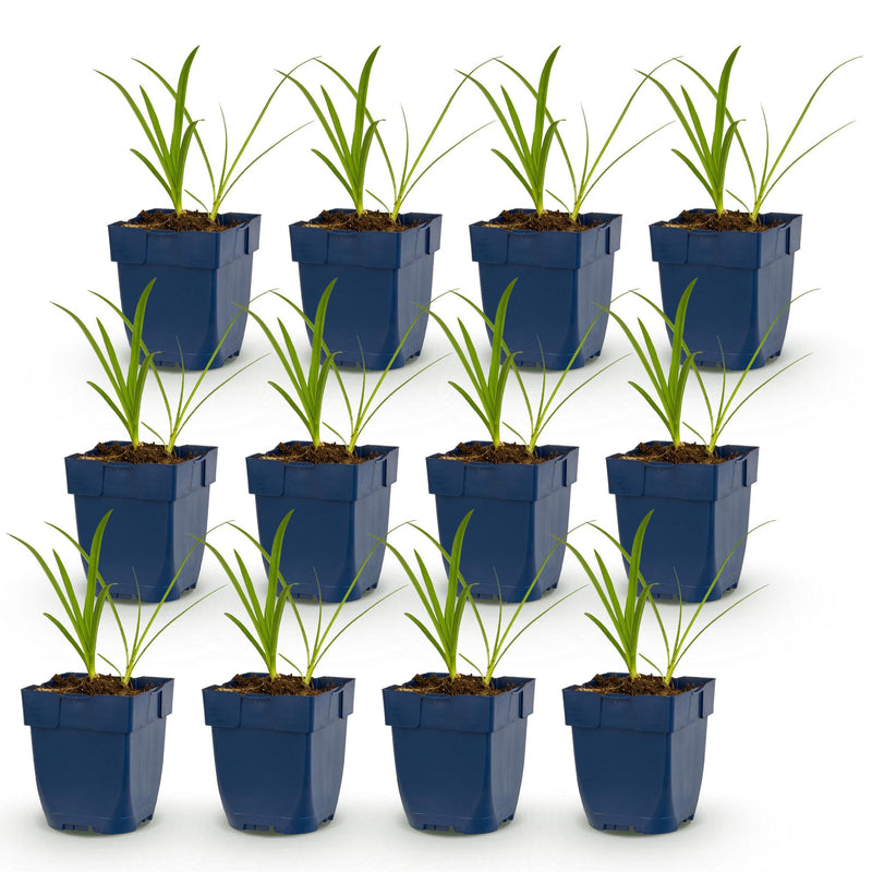 Green boutiQ - Vasteplant - Agapanthus africanus Albus - Afrikaanse Lelie - Bijen en Vlinderlokkers - Wit - 12 Planten - Pot 11cm - Hoogte 15-25cm