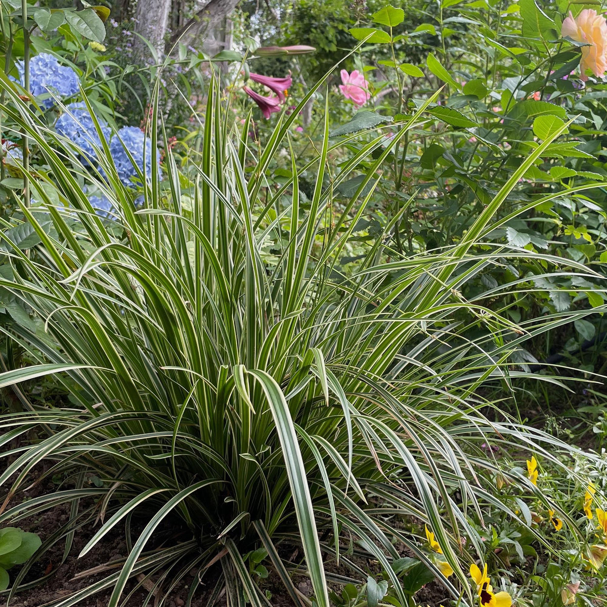 Green boutiQ - Graminées ornementales - Carex morrowii Ice Dance - Blanc & Vert - 4 Plantes - Persistant - Peu d'entretien - Pot 17cm Hauteur 50cm
