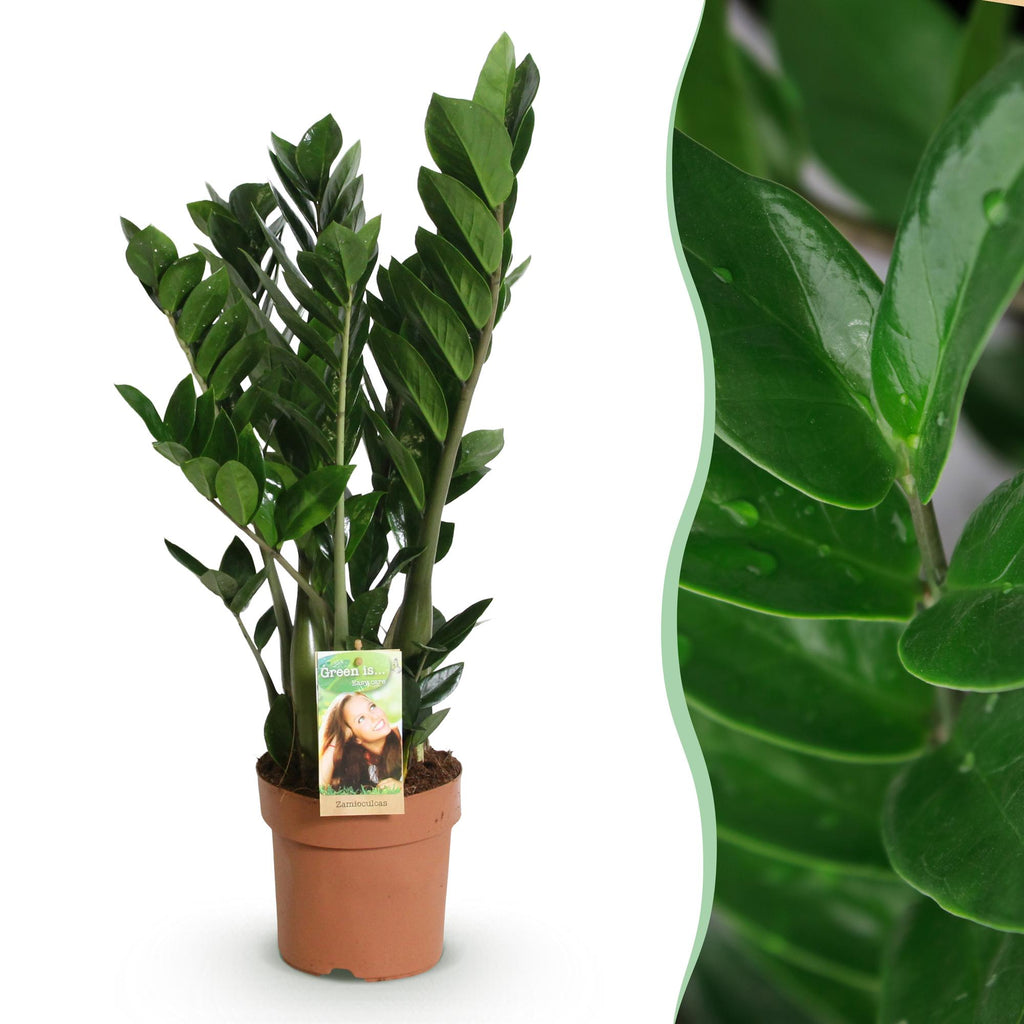 Green BoutiQ - Le vert, c'est... Plantes d'intérieur - Zamioculcas - Plante ZZ - Peu d'entretien - Vert - 1 plante - Pot 17cm - Hauteur 65-75cm
