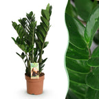 Green BoutiQ - Le vert, c'est... Plantes d'intérieur - Zamioculcas - Plante ZZ - Peu d'entretien - Vert - 1 plante - Pot 17cm - Hauteur 65-75cm