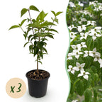 Green boutiQ - Tuinplant - Cornus kousa chinensis - Bloem Wit - 3 Planten - Bladverliezend - Weinig Onderhoud - Pot 12cm Hoogte 35cm