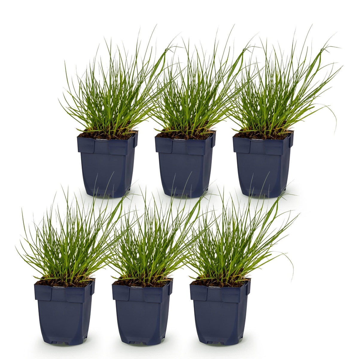 Green boutiQ - Grasses - Panicum virg. Northwind - Prairie Grain - With Plume - Green - 6 Plants - Pot 11cm - Height 15-25cm