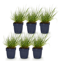 Green boutiQ - Grasses - Panicum virg. Northwind - Prairie Grain - With Plume - Green - 6 Plants - Pot 11cm - Height 15-25cm