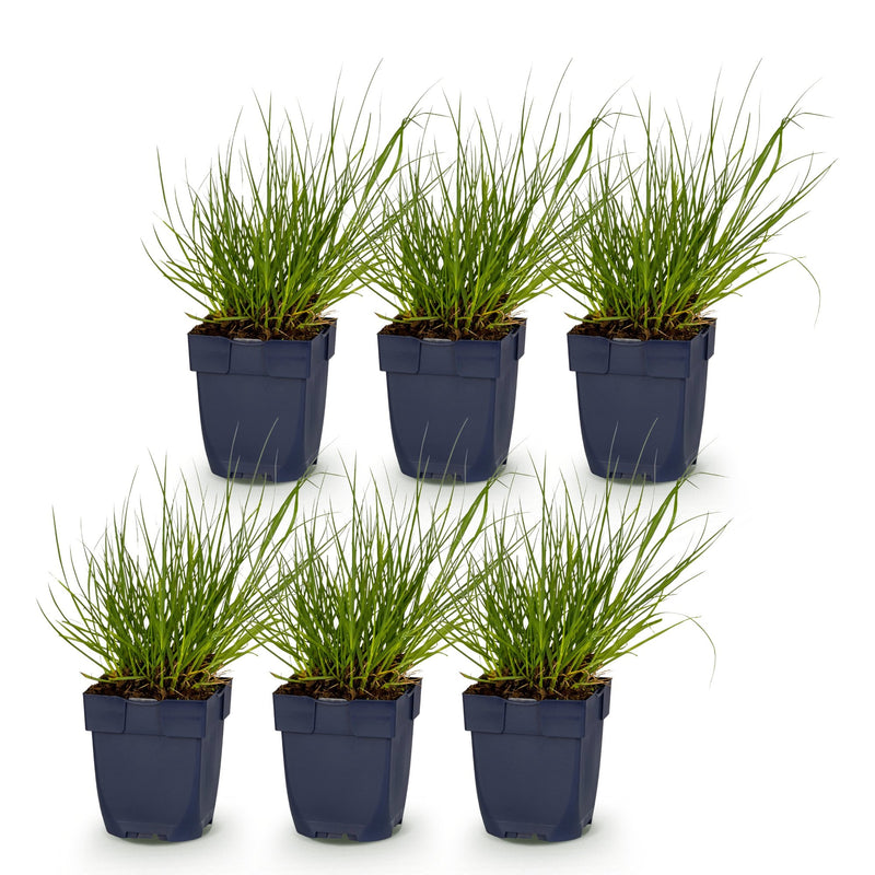 Green boutiQ - Grasses - Panicum virg. Northwind - Prairie Grain - With Plume - Green - 6 Plants - Pot 11cm - Height 15-25cm