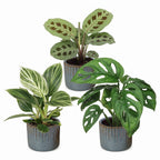 3x Baby Plants Surprise Box - Baby Plants Surprise Box - Various colours - Tropical - incl. Linnea Misty Blue - Ø6cm - ↕5-15cm