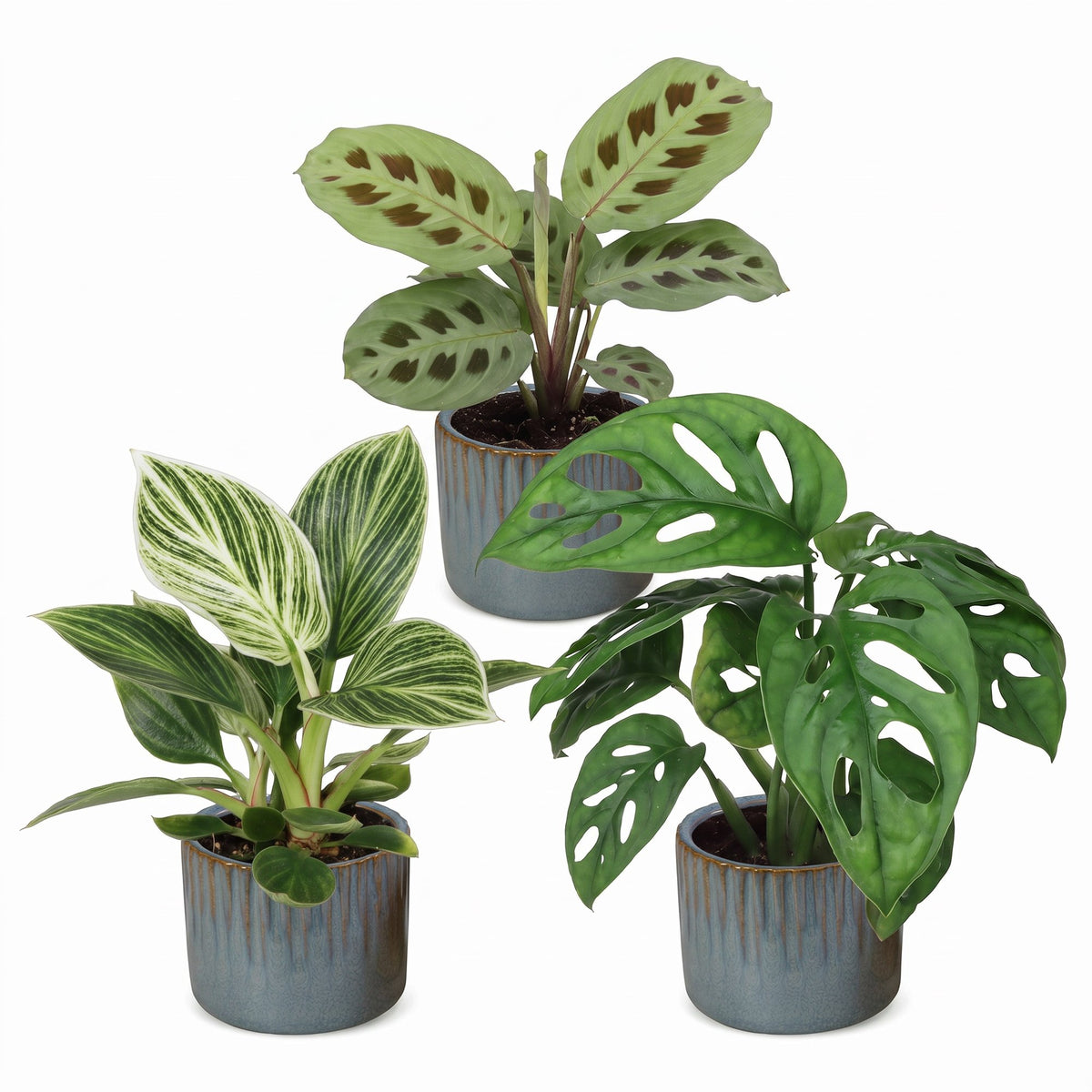 3x Baby Plants Surprise Box - Baby Plants Surprise Box - Various colours - Tropical - incl. Linnea Misty Blue - Ø6cm - ↕5-15cm