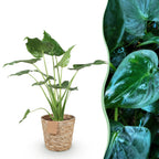 Green BoutiQ - Green is... Plantes d'intérieur - Alocasia Cucullata - Main de Bouddha - Entretien facile - avec panier - Vert - 1 Plante - Pot 21cm - Hauteur 65-70cm