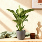 Green BoutiQ - Plantes d'intérieur - Dieffenbachia Tropic Snow - Dieffenbachia - Peu d'entretien - Vert - 1 Plante - avec Pot Gris - Pot 21cm - Hauteur 90-100cm