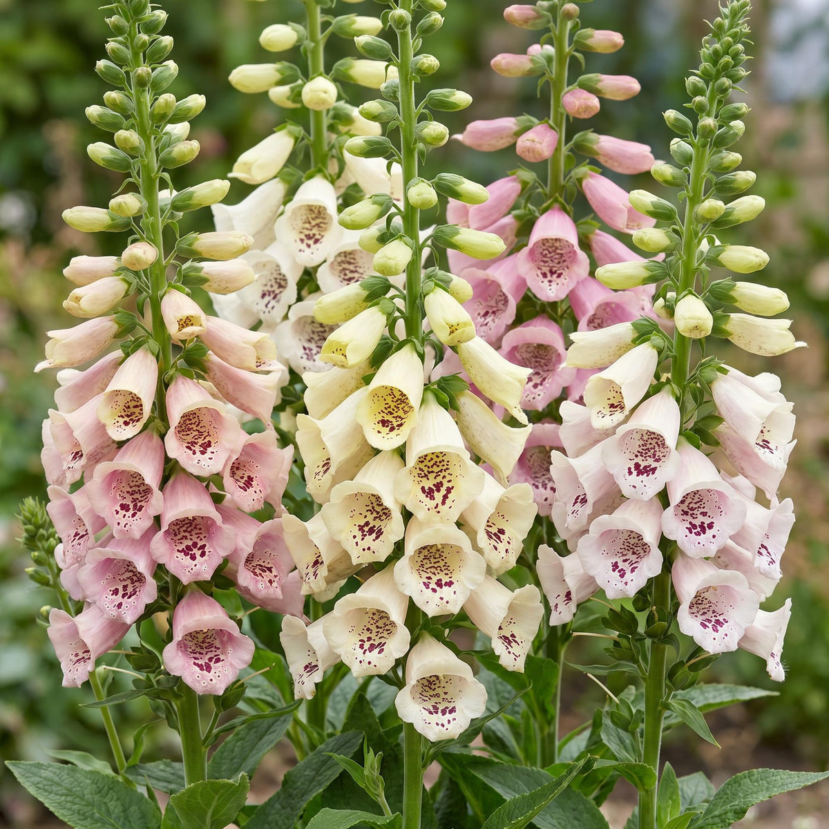 Green boutiQ - Stauden - Digitalis purp. Gloxiniiflora - Fingerhut - Schatten - Weiß-Rosa - 12 Pflanzen - Topf 11cm - Höhe 15-25cm