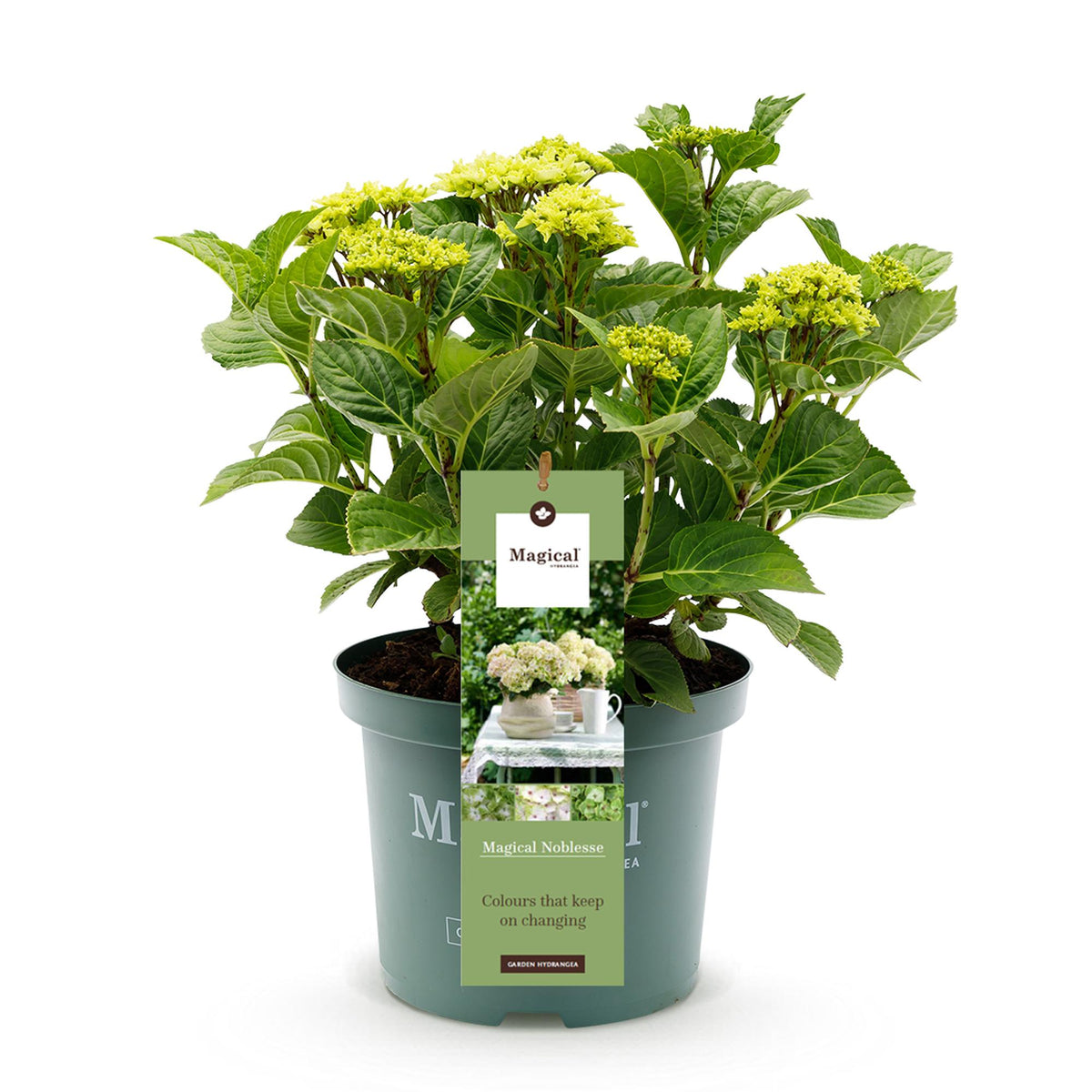Green boutiQ - Terrassenpflanze - Hortensie - Hydrangea Magical Nobless - Weiß - 6-10 Blüten - Topf 23 cm Höhe 55 cm