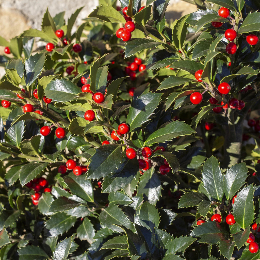 Green boutiQ - Haies - Ilex Blue Maid - feuillage vert - 8 plantes - 1 mètre linéaire - persistant - pot 9 cm hauteur 25-30 cm
