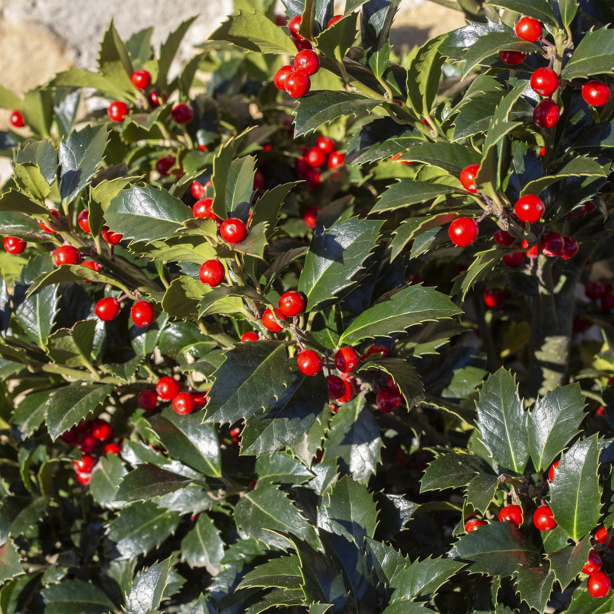 Green boutiQ - Haies - Ilex Blue Maid - feuillage vert - 8 plantes - 1 mètre linéaire - persistant - pot 9 cm hauteur 25-30 cm