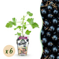Green boutiQ - Plants fruitiers - Jostaberry - Ribes Jostabes - Rustique - 6 plantes - Pot 9 cm - Cassis