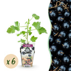 Green boutiQ - Plants fruitiers - Jostaberry - Ribes Jostabes - Rustique - 6 plantes - Pot 9 cm - Cassis