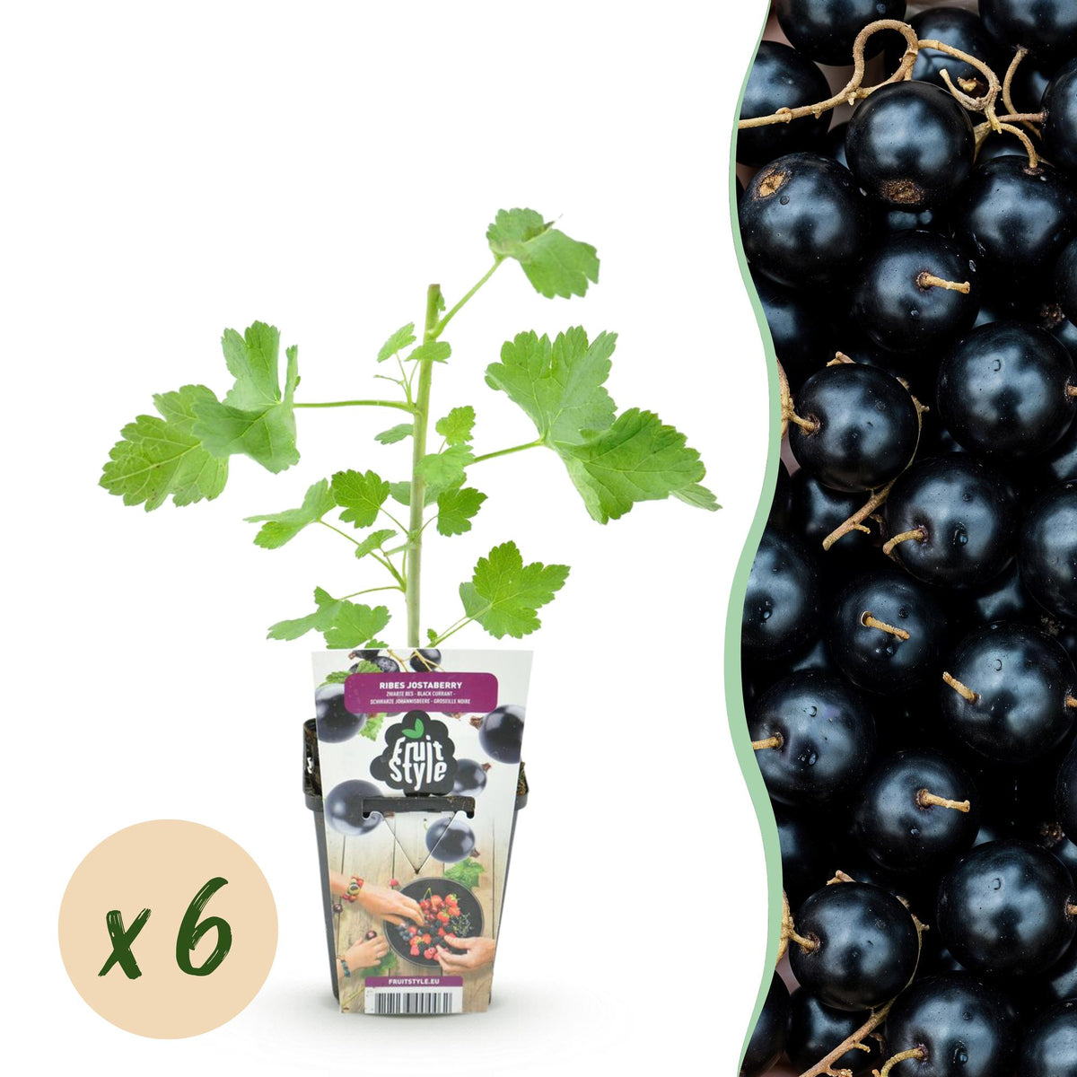 Green boutiQ - Plants fruitiers - Jostaberry - Ribes Jostabes - Rustique - 6 plantes - Pot 9 cm - Cassis