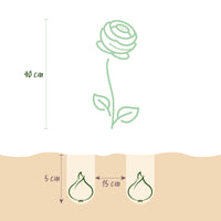 Green boutiQ - Bloembollen - Ranunculus Pastel Mix - Diversen Kleuren - 40 stuks - Bolmaat 5/6 - XXL Pack