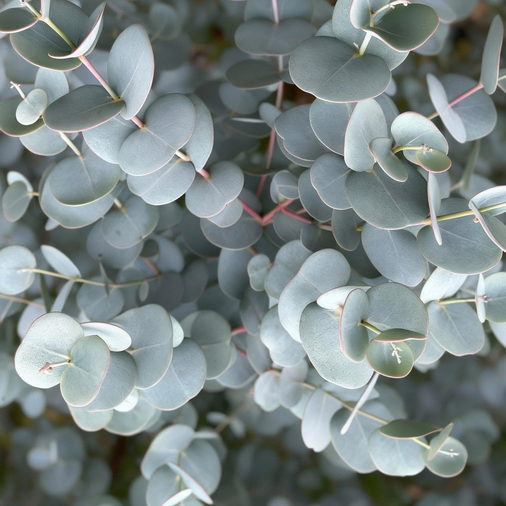 Green boutiQ - Eucalyptus gunnii 'Azura' sur tige - Plante de terrasse - Persistant - Rustique - Feuillage gris - Pot 19 cm, hauteur 90 cm