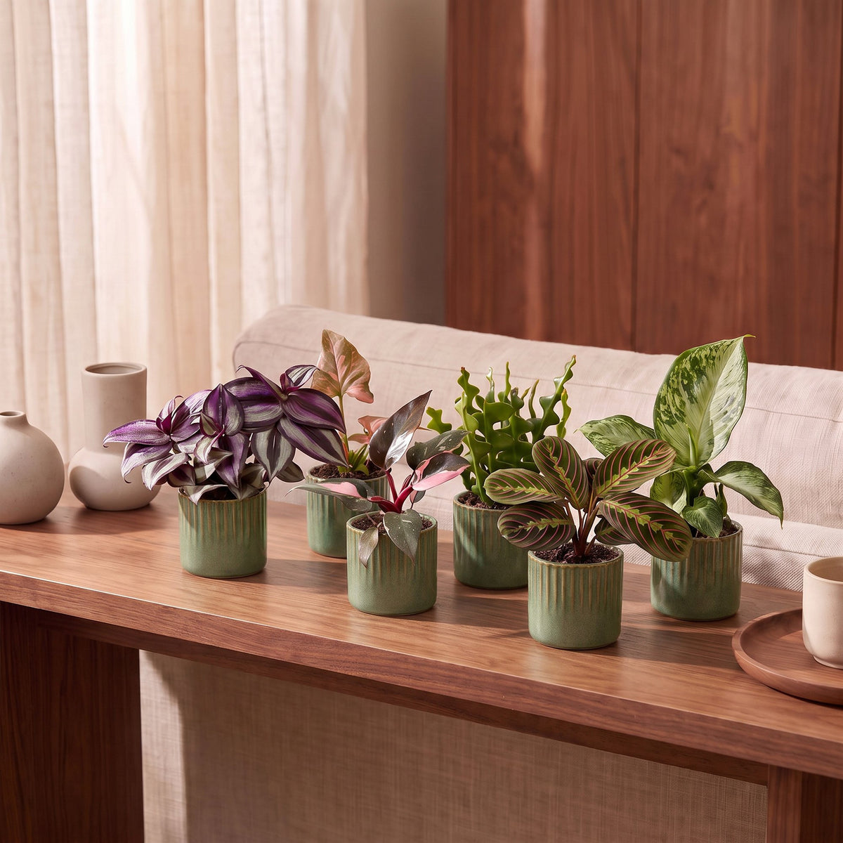6x Baby Plants Surprise Box - Baby Plants Surprise Box - Various colours - Tropical - incl. Linnea Olive - Ø6cm - ↕5-15cm