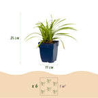 Green boutiQ - Gräser - Carex morrowii Ice Dance - Japan-Segge - Immergrün - Cremeweiß-Grün - 12 Pflanzen - Topf 11cm - Höhe 15-25cm