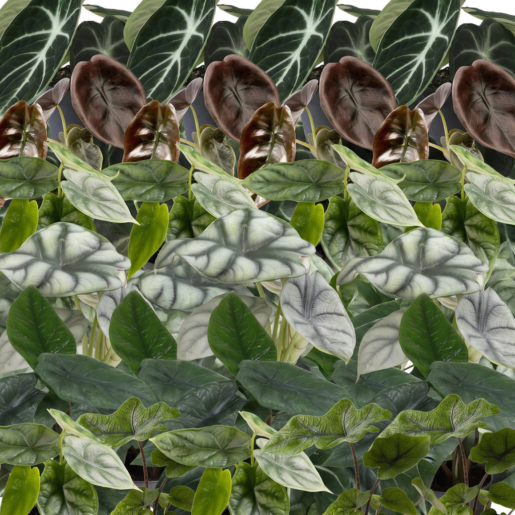6x Baby Alocasia Familie - Red - Green - Black - Silver - Grey - Tropical - incl. Copper Reef - Ø6cm - ↕12cm