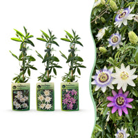 6x Passiflora Tricolour - Tricolour passion flower - White - Purple - Pink - Climber - Ø9cm - ↕35cm