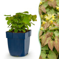 Green boutiQ - Stauden - Epimedium perralch. Frohnleiten - Elfenblume - Schatten - Gelb - 12 Pflanzen - Topf 11cm - Höhe 15-25cm