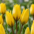 160x Tulipa Sylvestris - Tulipe des bois - Jaune - Bulbe de naturalisation - Calibre 5/6