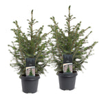 2x Picea omorika - Serbian Spruce - Green - Christmas tree - Ø23cm - ↕70cm