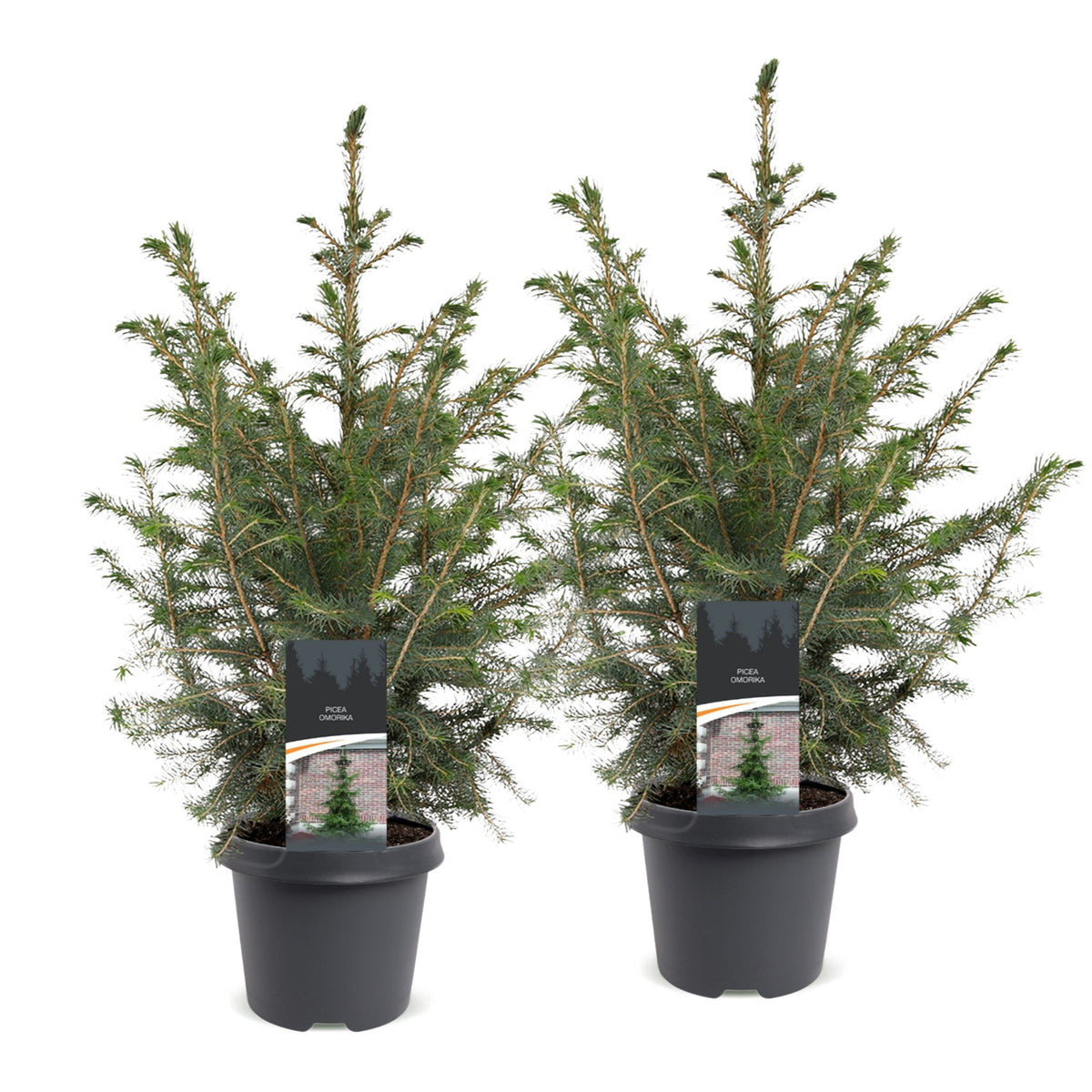 2x Picea omorika - Serbian Spruce - Green - Christmas tree - Ø23cm - ↕70cm